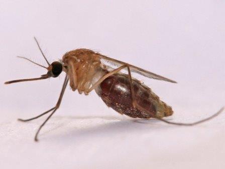 Секрет неуязвимости малярийных комаров к инсектицидам оказался заключен в их ногах