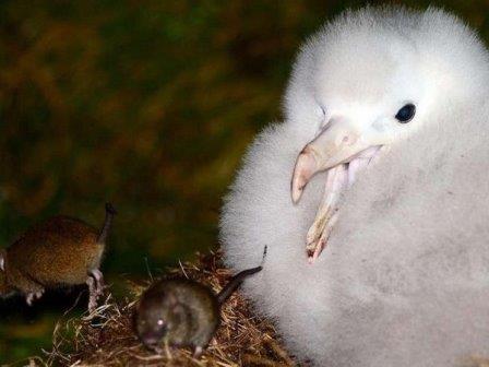 Завезенные на далекий остров мыши научились охотиться на альбатросов