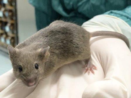 Ученые добились рождения мышат, развившихся из гранулезных клеток
