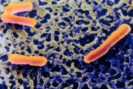 Бактерии могут «перехитрить» запрограммированную гибель клеток