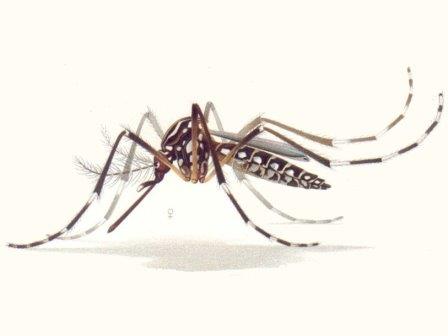 Комары, несущие инфекцию, оказались менее чувствительны к репеллентам, чем неинфицированные