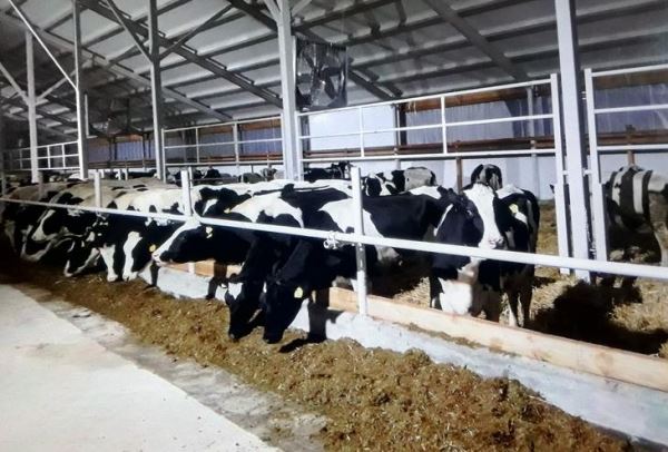В новый животноводческий комплекс Ивановской области доставлены коровы голштинской породы из Венгрии