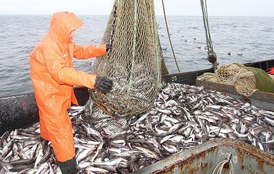 <br />
Хабаровские рыбопромышленники увеличат объемы вылова минтая до 192 тыс. тонн в 2020 году<br />
