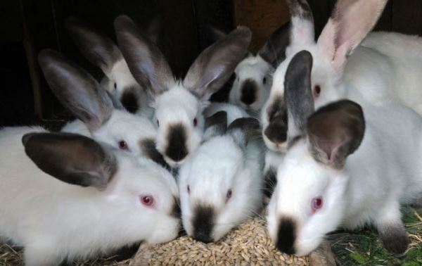 Новая российская порода кроликов Родник ожидает масштабного разведения