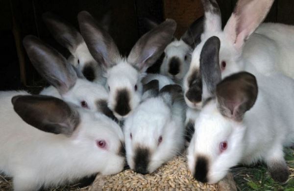 <br />
Новая российская порода кроликов Родник ожидает масштабного разведения<br />
