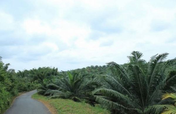 <br />
Против производства пальмового масла в Эквадоре восстали мелкие фермеры<br />
